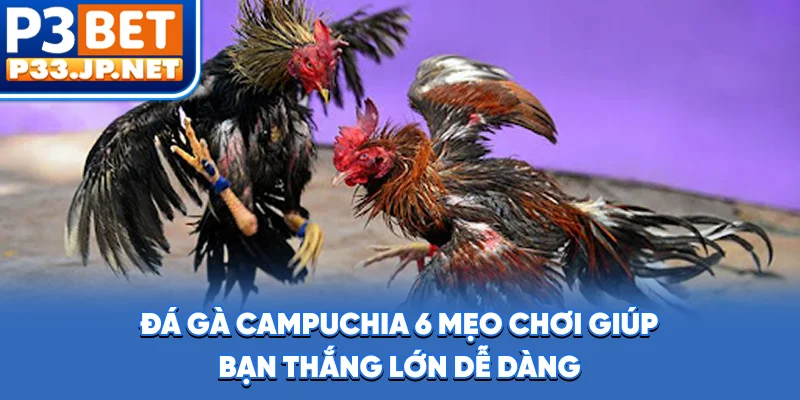 Đá Gà Campuchia - 6 Mẹo Chơi Giúp Bạn Thắng Lớn Dễ Dàng