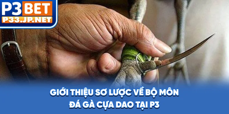 Giới thiệu sơ lược về bộ môn đá gà cựa dao tại P3