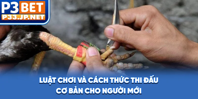 Luật chơi và cách thức thi đấu cơ bản cho người mới