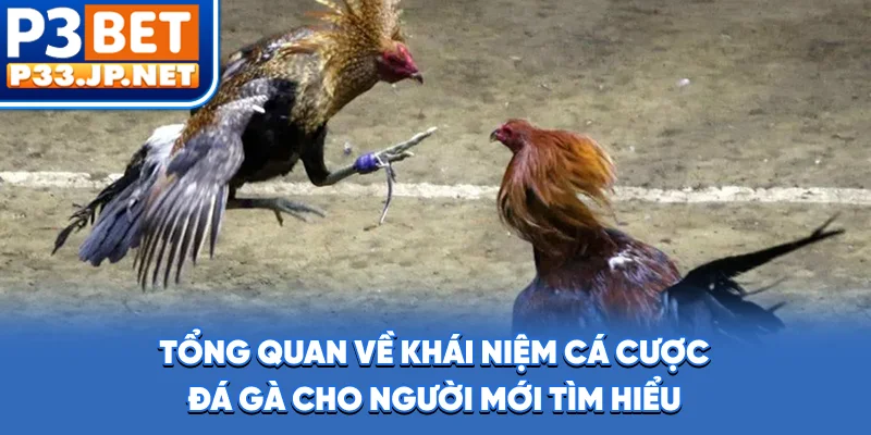 Tổng quan về khái niệm cá cược đá gà cho người mới tìm hiểu